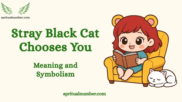 Stray Black Cat Chooses You